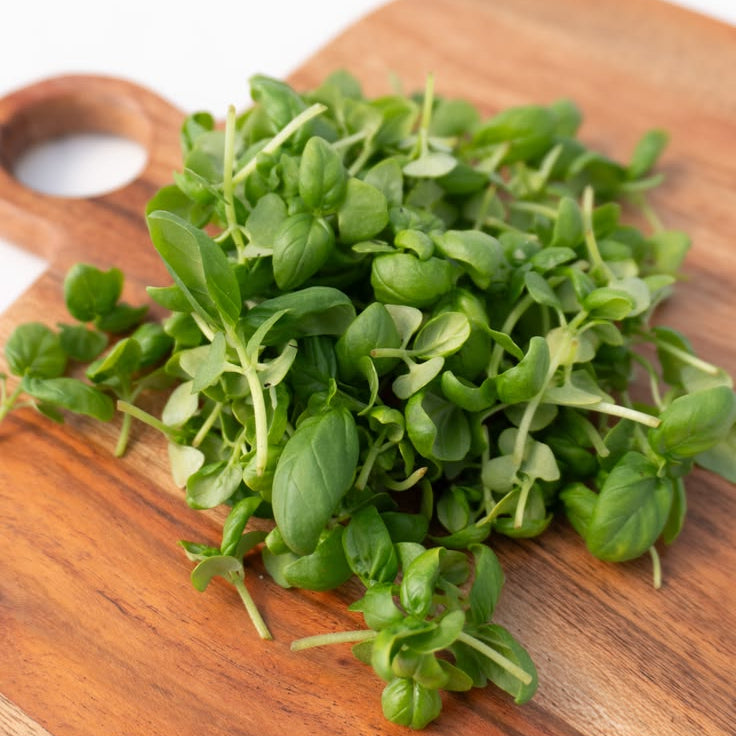 Micro Basil Punnet