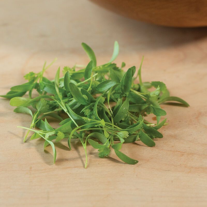 Micro Coriander Punnet