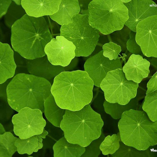 Nasturtium leaves Punnet