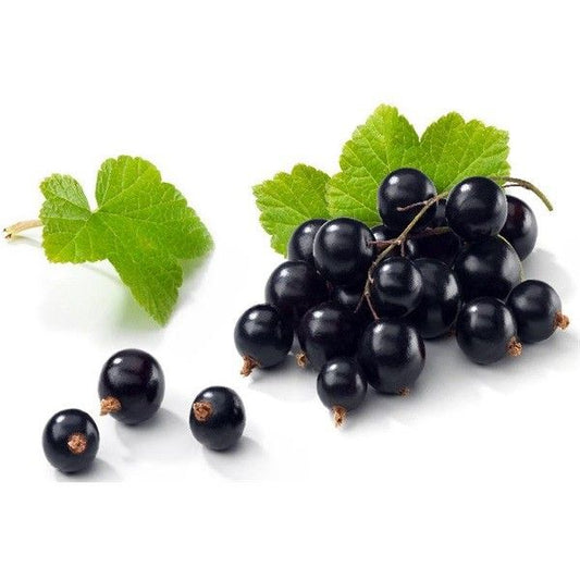 Frozen Black current