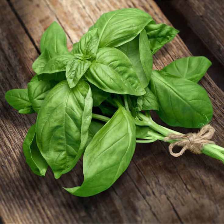 Basil