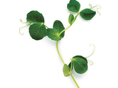 Pea Shoot Punnet