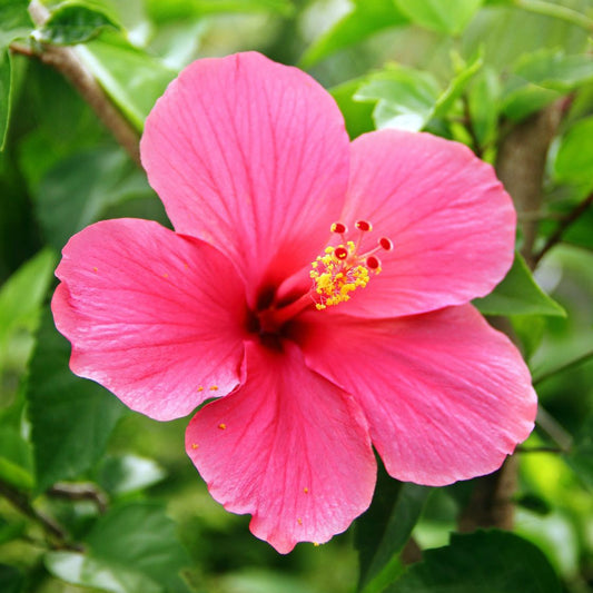 Hibiscus Flower Punnet
