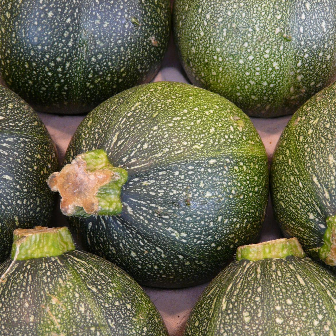 Baby Gem Squash Pack of 6
