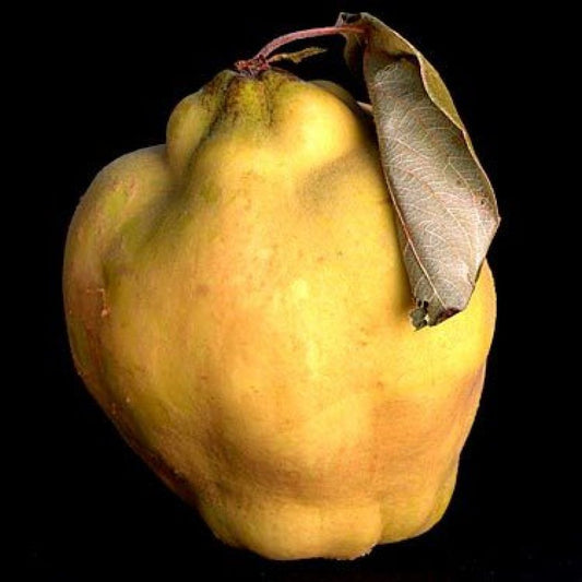Quince Each