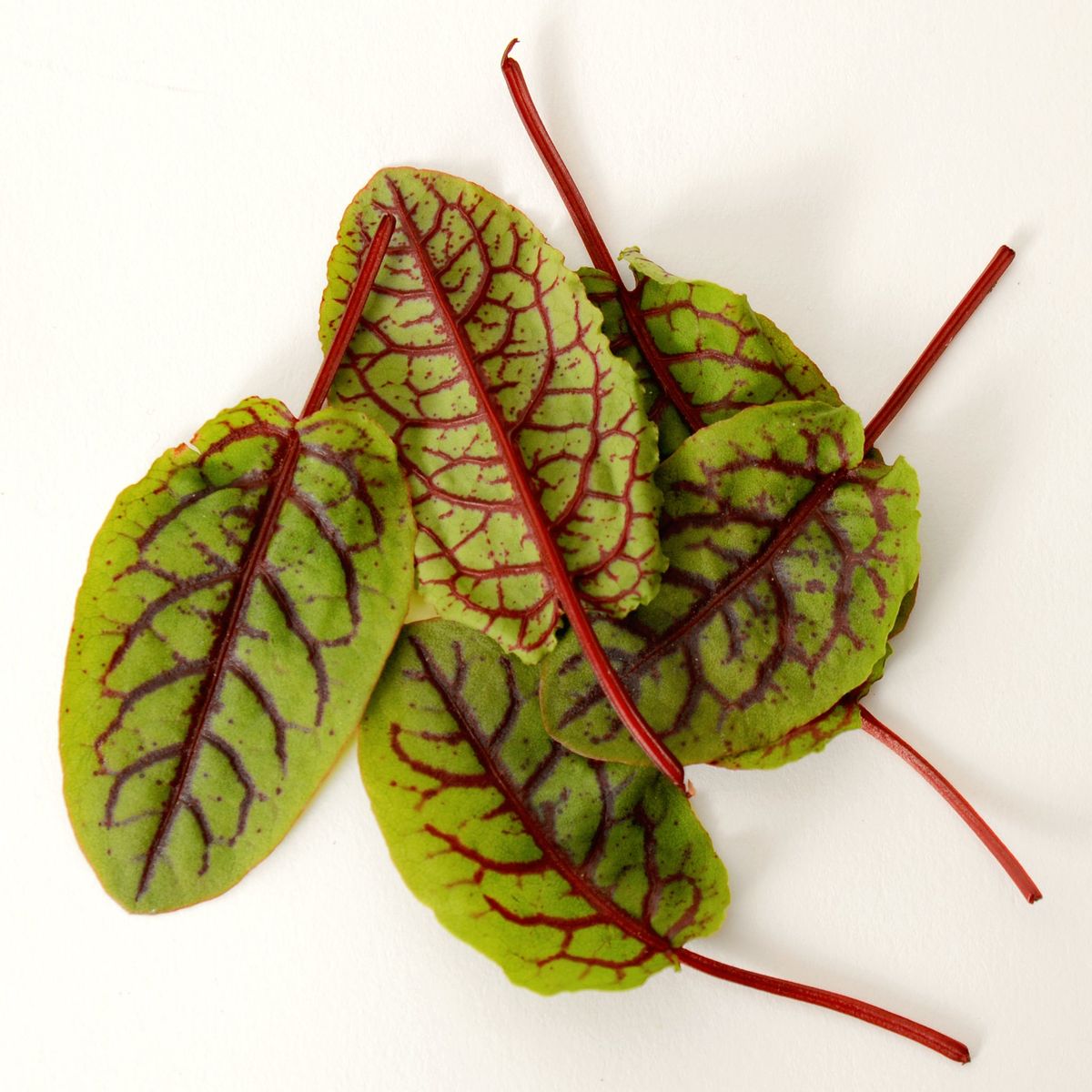 Blood Sorrel Punnet