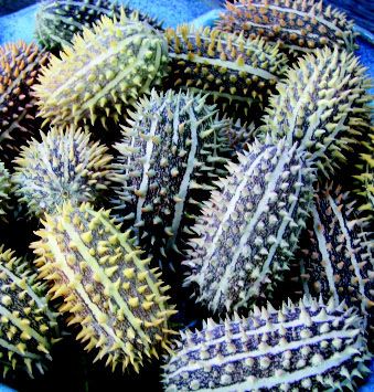 Wild Cucumber Each