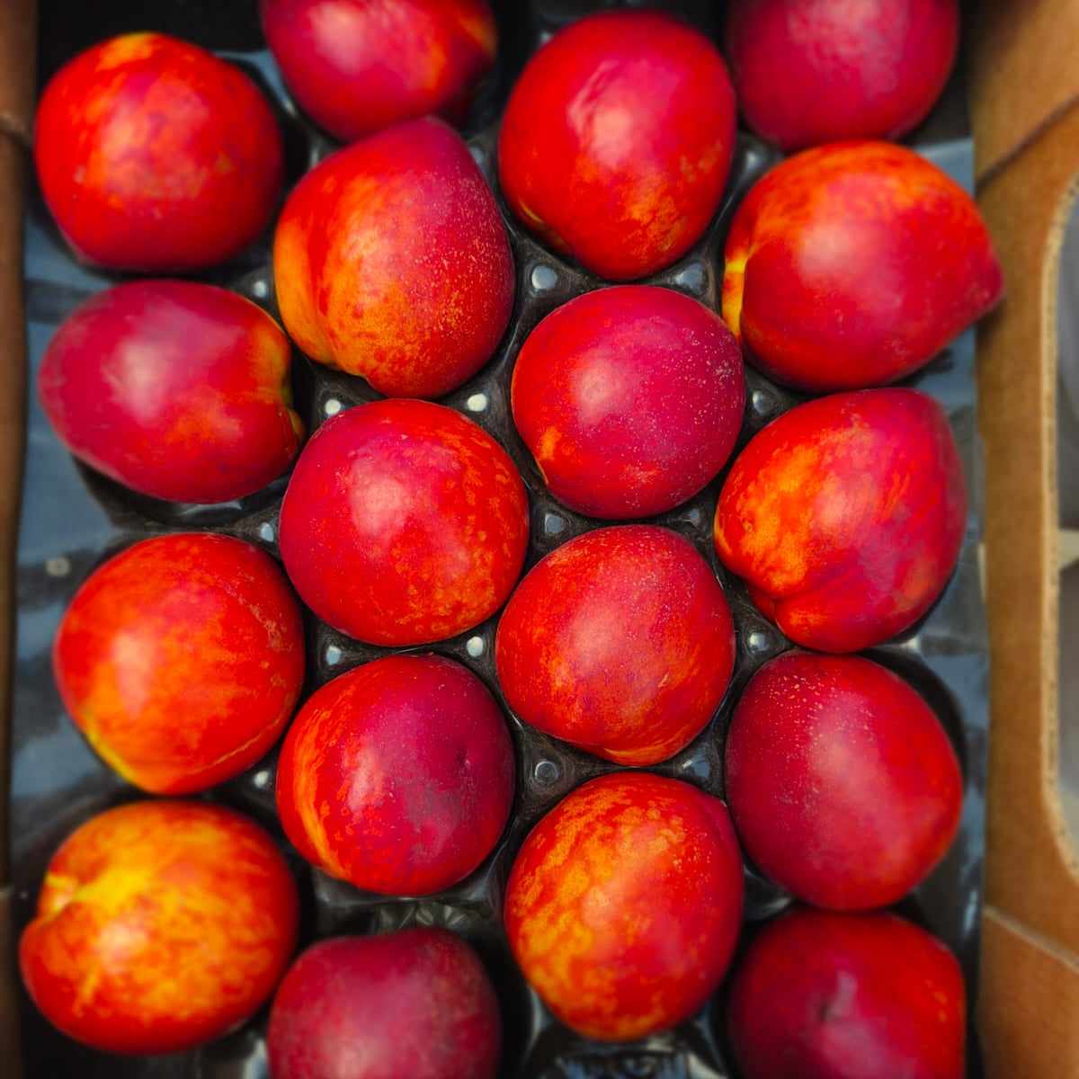 Nectarine Tray (18)