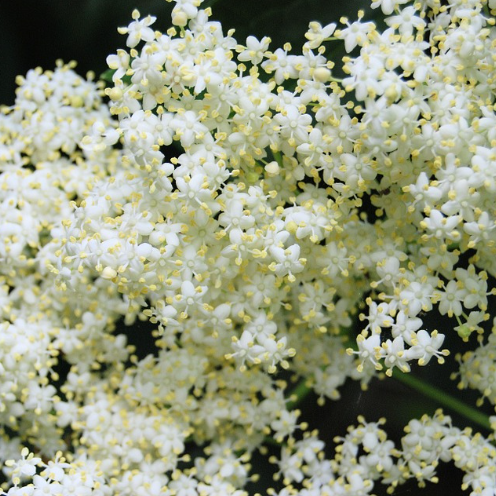 Confetti Flowers Punnet