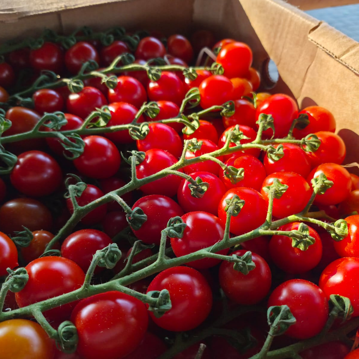Vine Cherry Tomato 400g