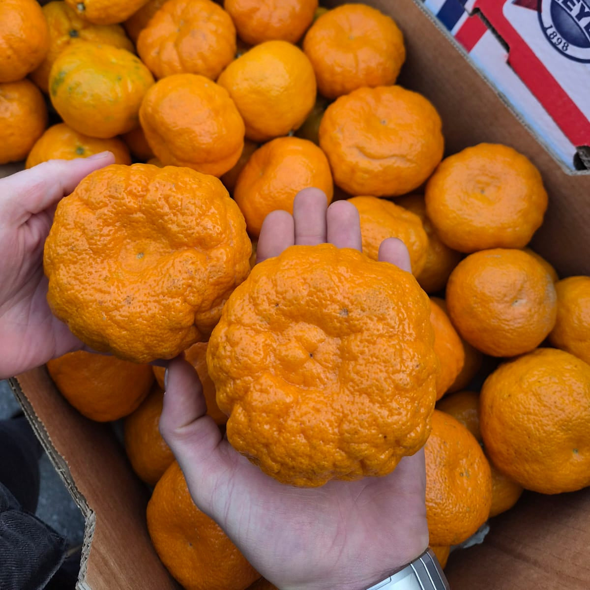 Golden Nugget Naartjies 2kg