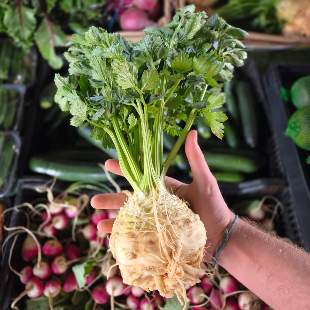 Celeriac Bulb