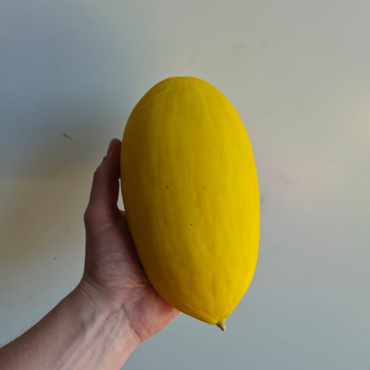 Spanish Melon