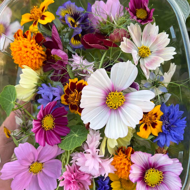 Edible Flower Punnet