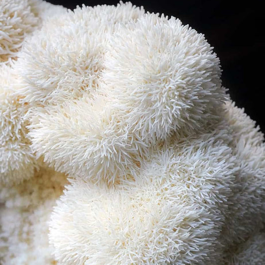 Lions Mane 250g