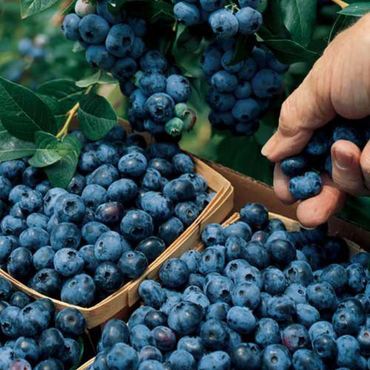 Blueberries
