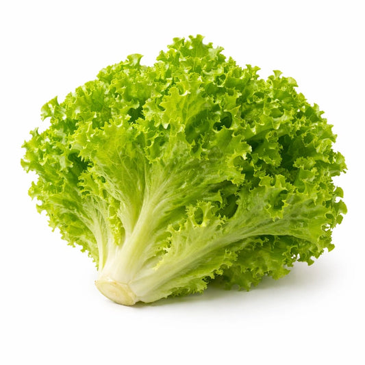 Frilly Lettuce Head