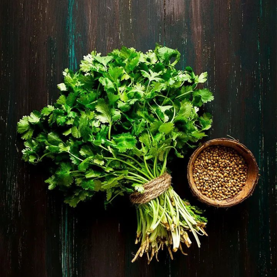 Coriander