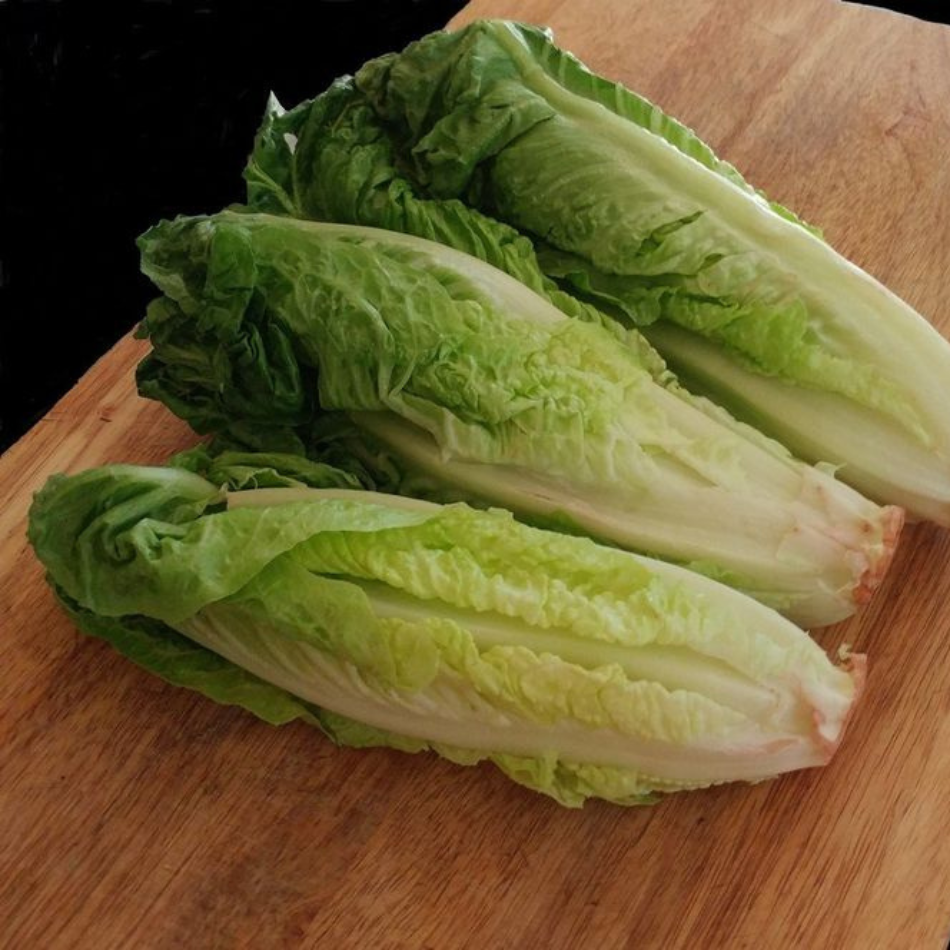 Cos lettuce