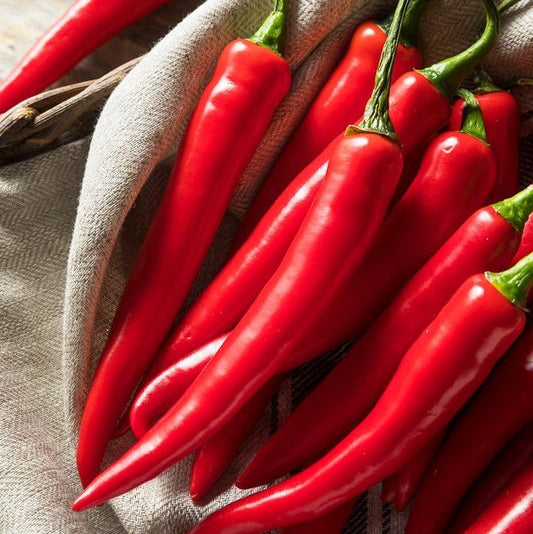 African Birds eye Chilli 50g