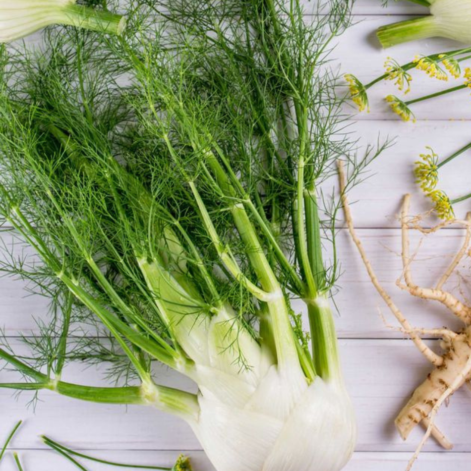 Fennel