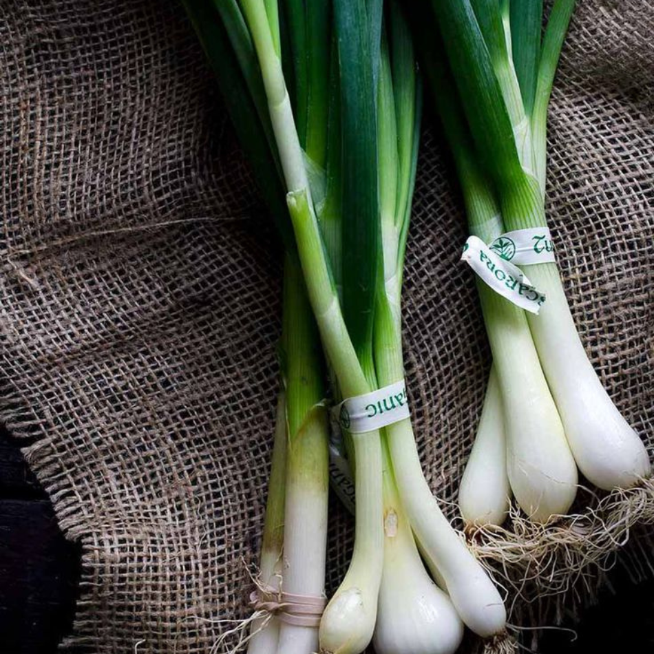 Spring Onion